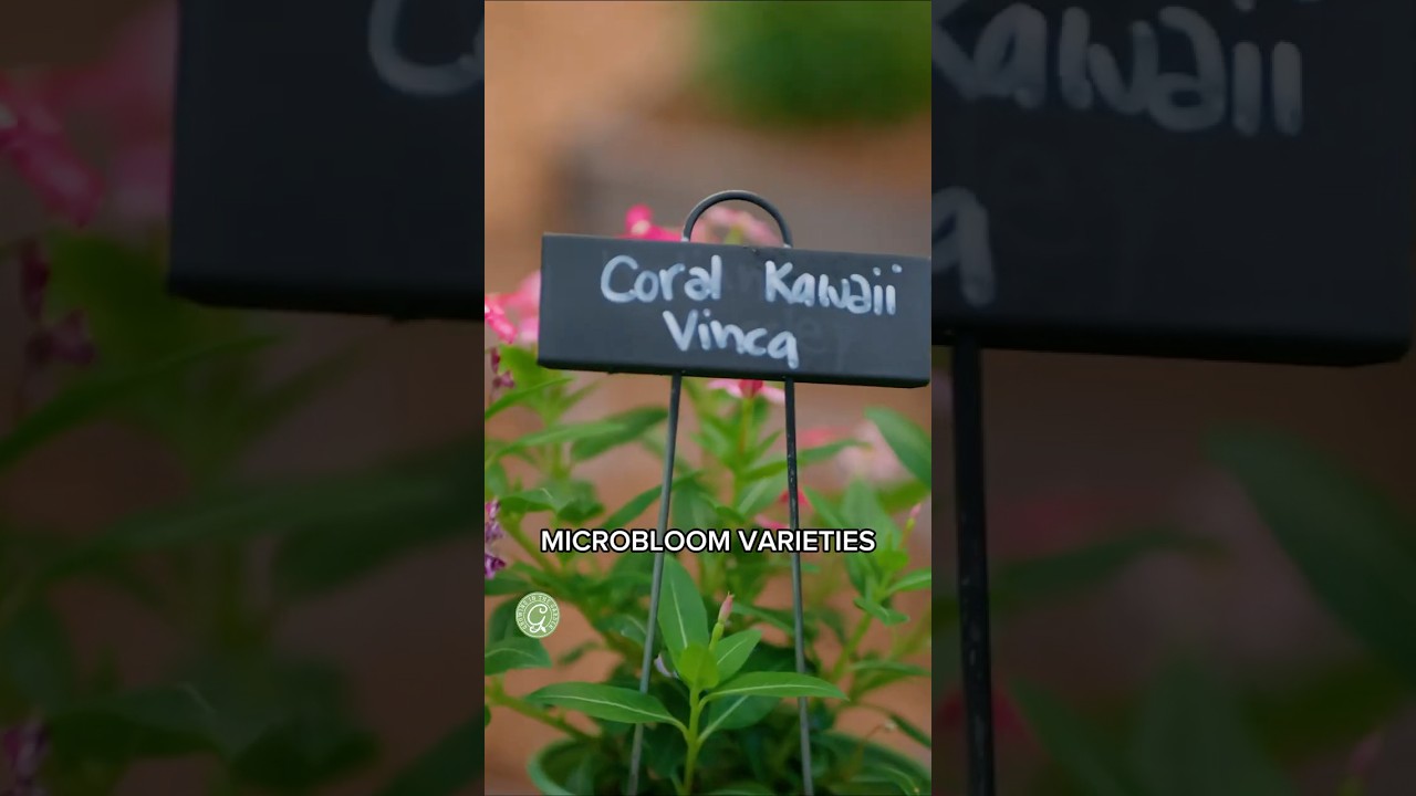 Why I Plant Vinca Every Summer