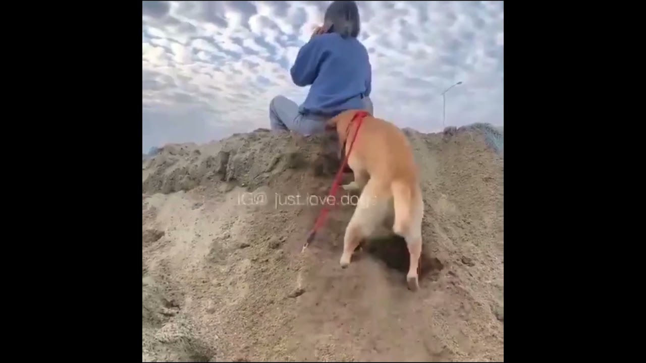 Dog causes mayhem 😂 #shorts #dogs #mayhem