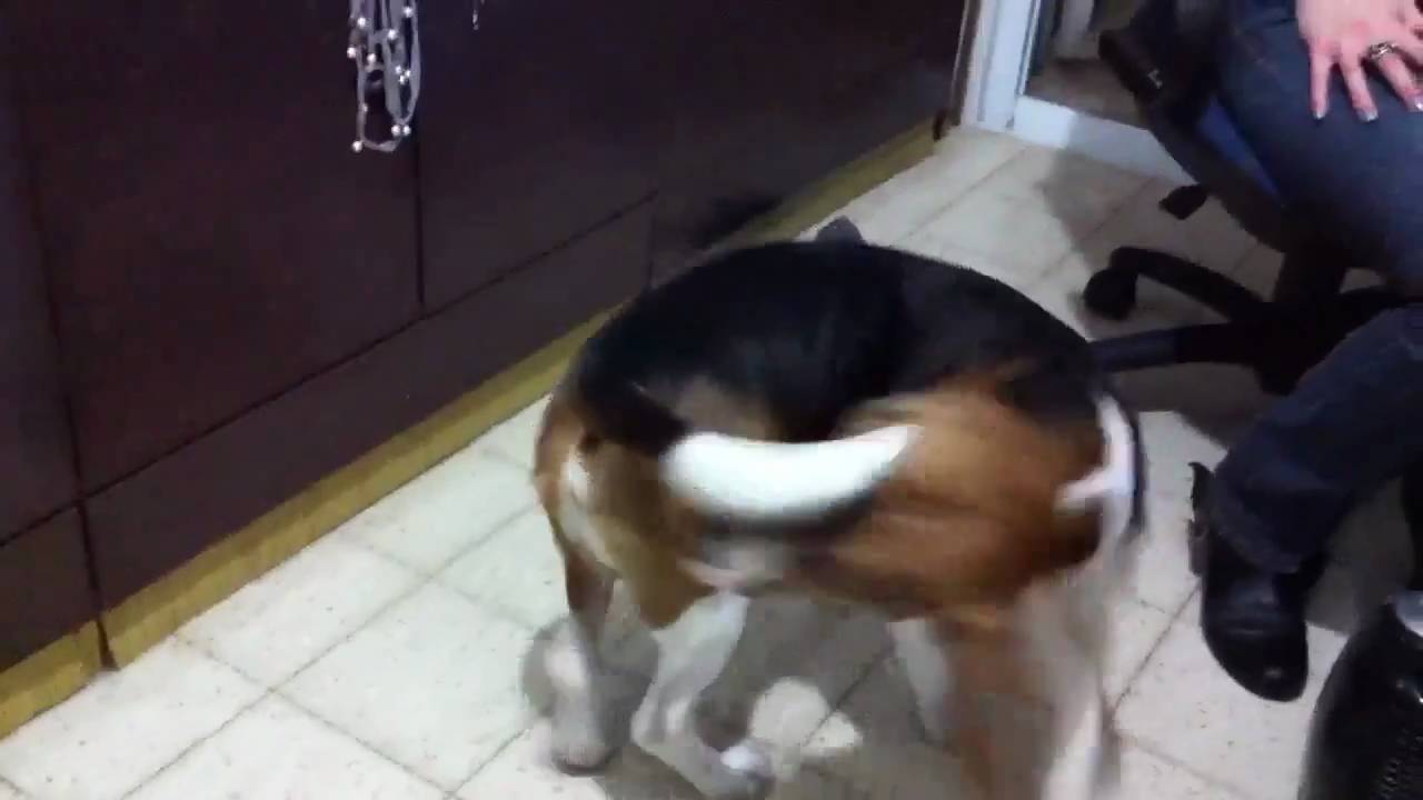 Beagle chases tail :-)
