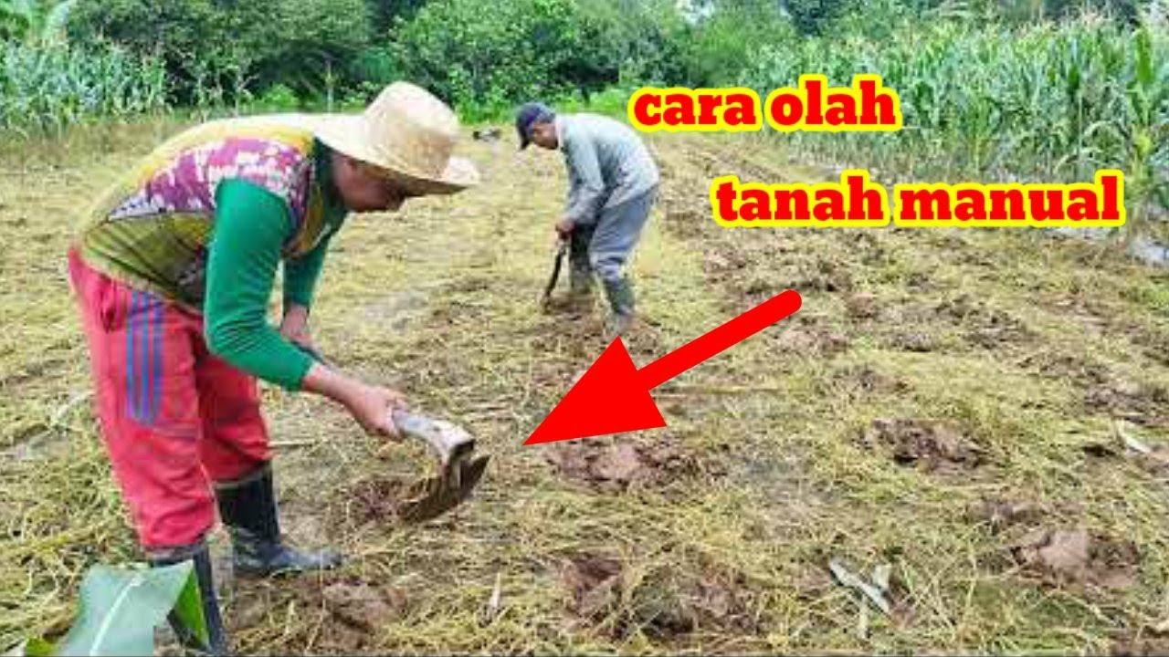CARA PENGOLAHAN DASAR LAHAN JAGUNG SUPAYA TUMBUH SUBUR