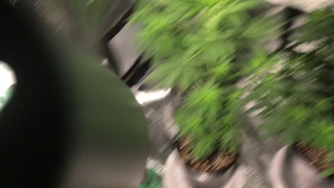 Indoor hemp grow day 47 (day 13 of flower)