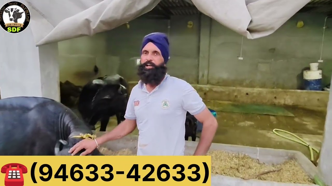 #date (02-03-26)ਭਾਉ ਗਿੰਦਾ ਆਗਿਆ ਦੋ ਝੋਟੀਆਂ ਮੱਝਾਂ ਤਾਜ਼ੀਆਂ ਸੂਈਆ ਮਗ਼ਰ ਕੱਟੀ ਵਿਕਾਊ 