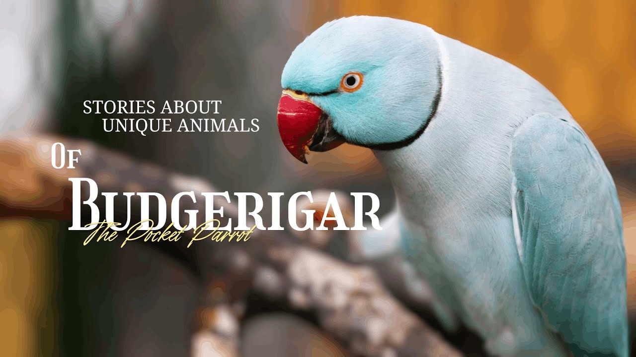 The Bird With the World’s Largest Vocabulary (It’s Not a Parrot)