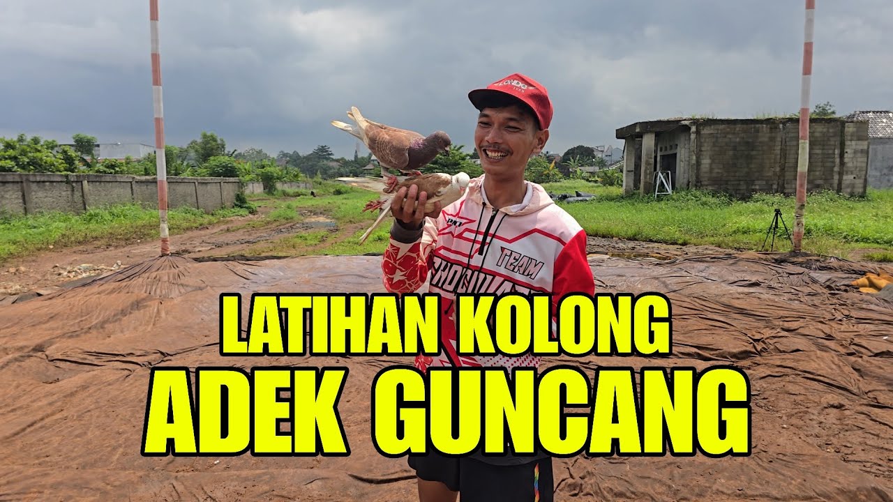 LATIH MERPATI ADEK GUNCANG NGOLONG