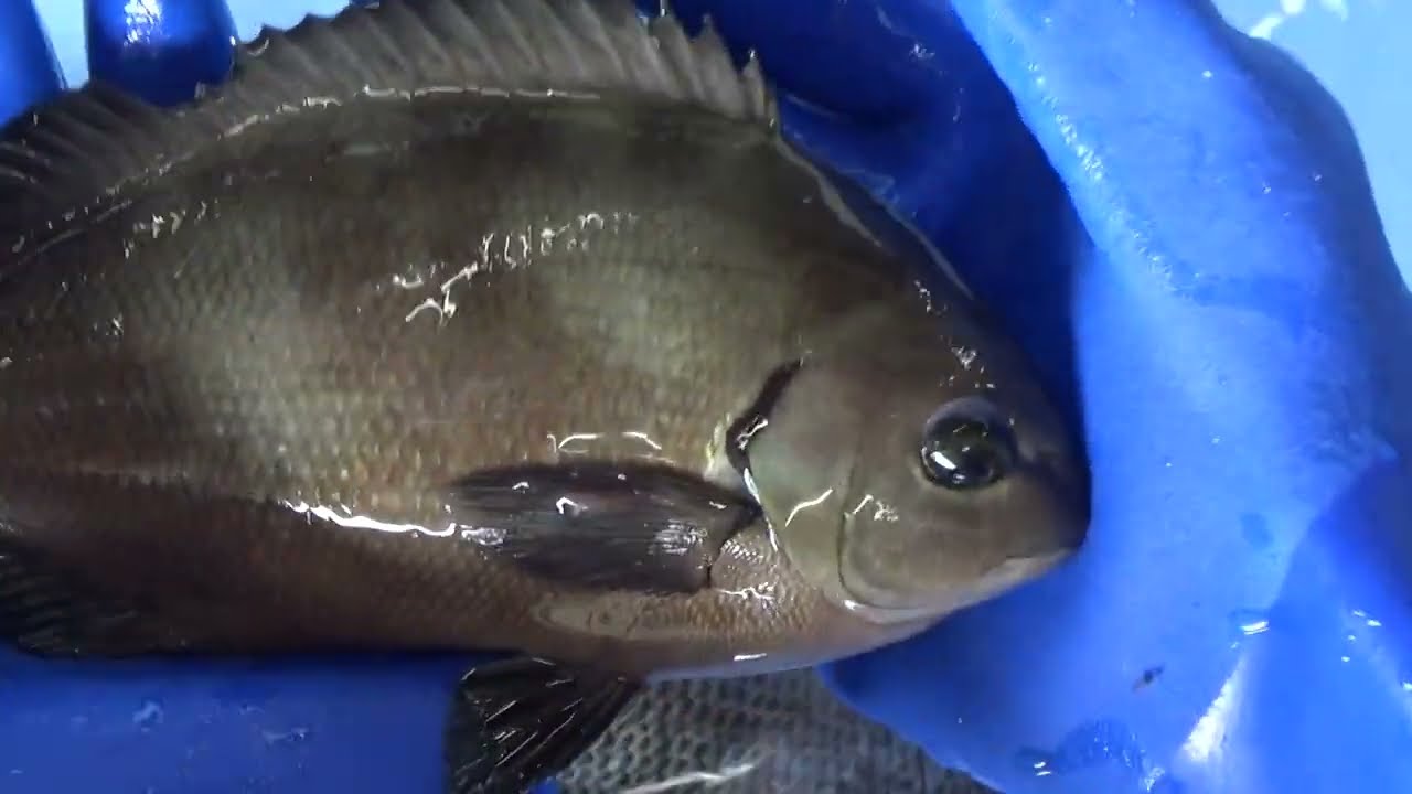 口太グレ（メジナ）と尾長グレ（黒メジナ）は、どこが違うのか？オナガグレは細長くて鱗が細かい。何より真っ黒で、エラブタ上部が黒く滲んでいます。尾ひれも湾入形状なので、わかりやすい。