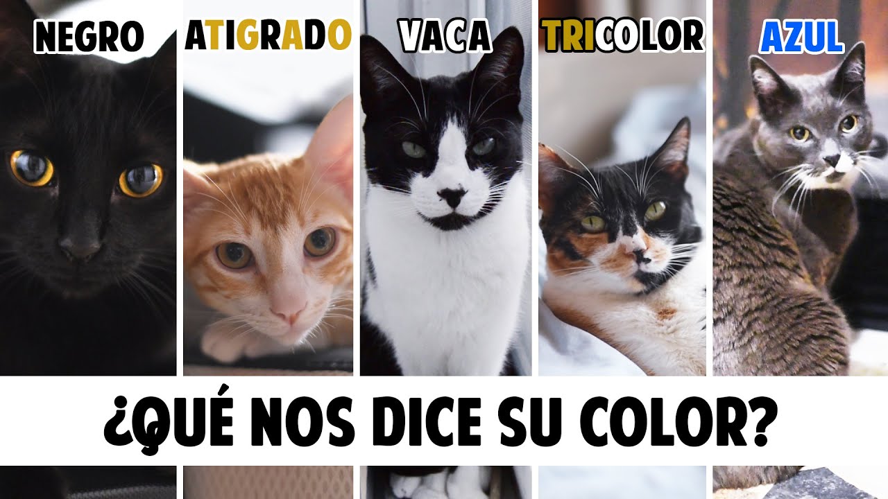 Conoce mejor a tu GATO según el COLOR DE SU PELO | Gatunalidad y curiosidades felinas
