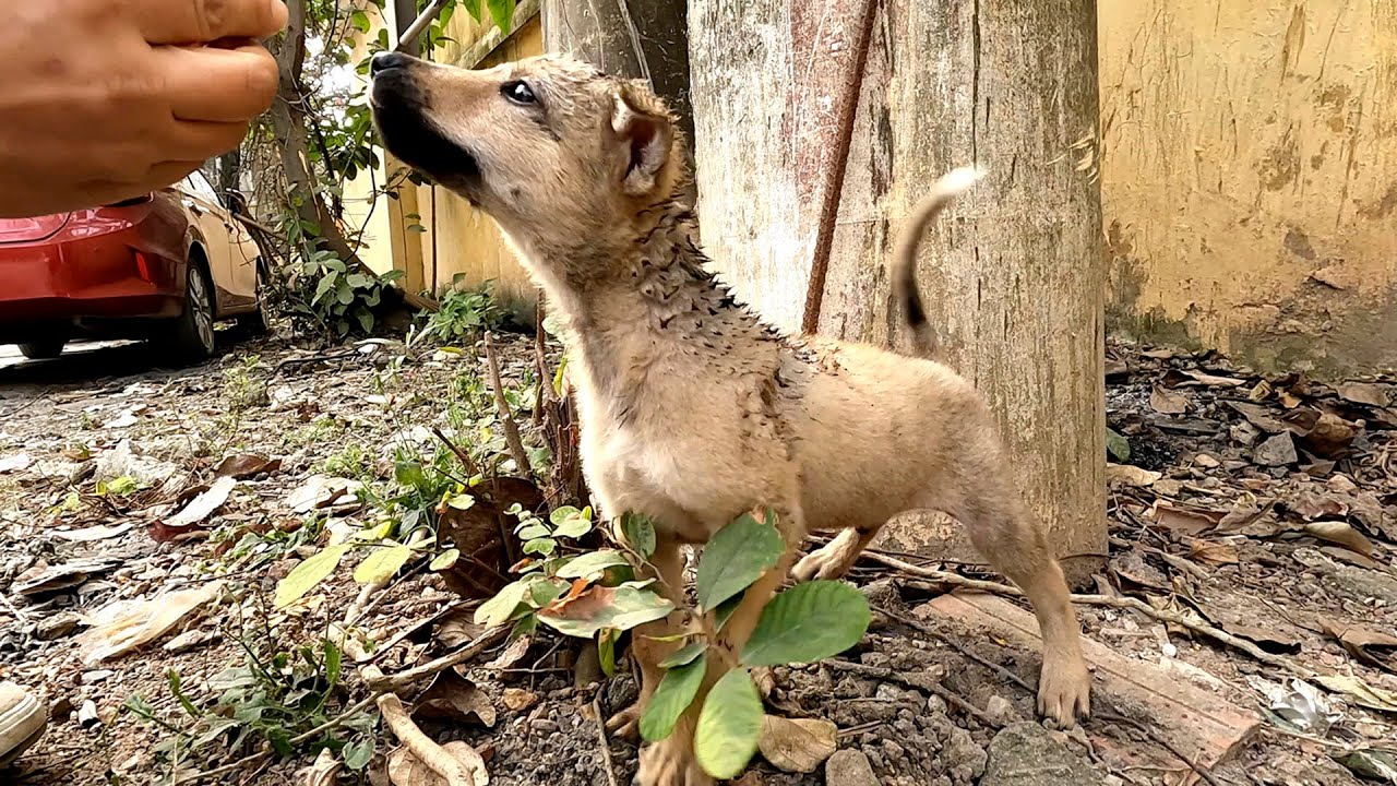 From Abandoned by the street to Growing Up Loved. The puppy gets excited when it's with me.