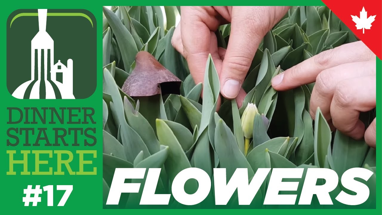 Visiting A Tulip Greenhouse - Farm 17 - Dinner Starts Here