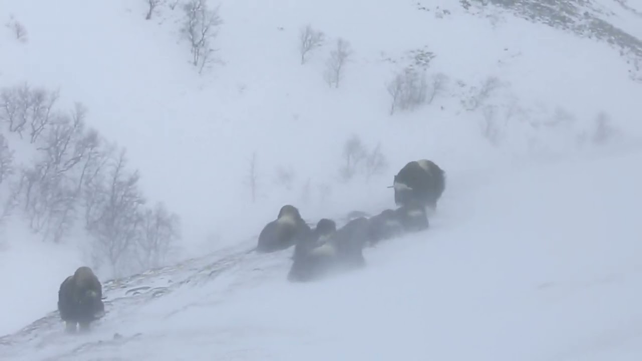Dovrefjell, Norway 2023