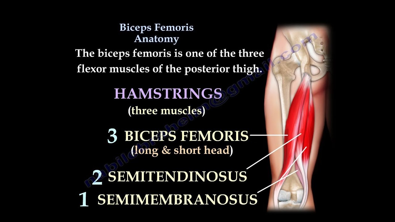 Biceps Femoris Anatomy, Hamstrings - Everything You Need To Know - Dr. Nabil Ebraheim