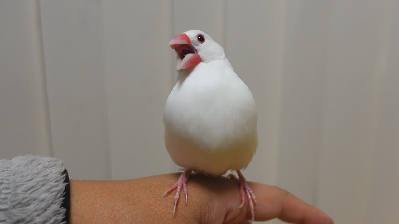 人に育てられると文鳥はこうなります