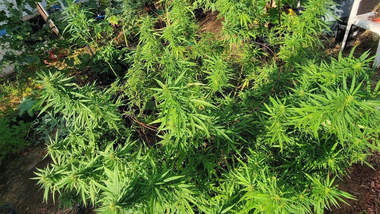 Arizona Cannabis Outdoor Weed Grow Week 6 Flower