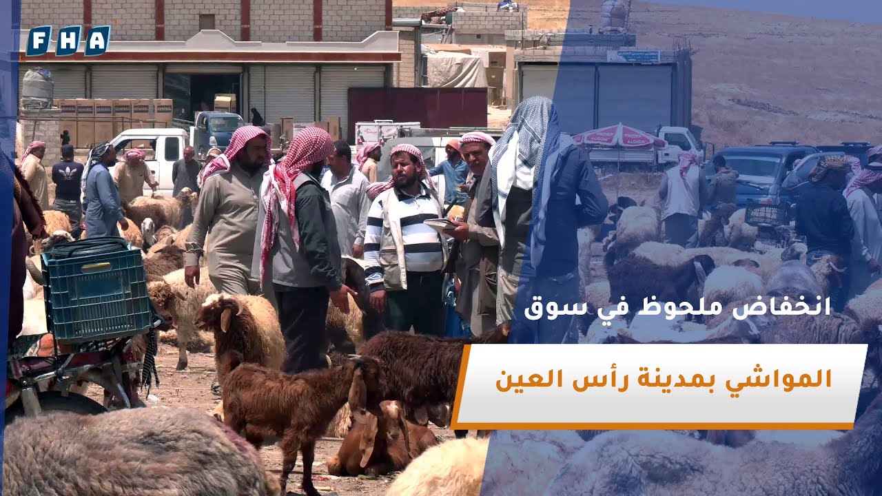 انخفاض ملحوظ في سوق المواشي بمدينة رأس العين شمال الحسكة