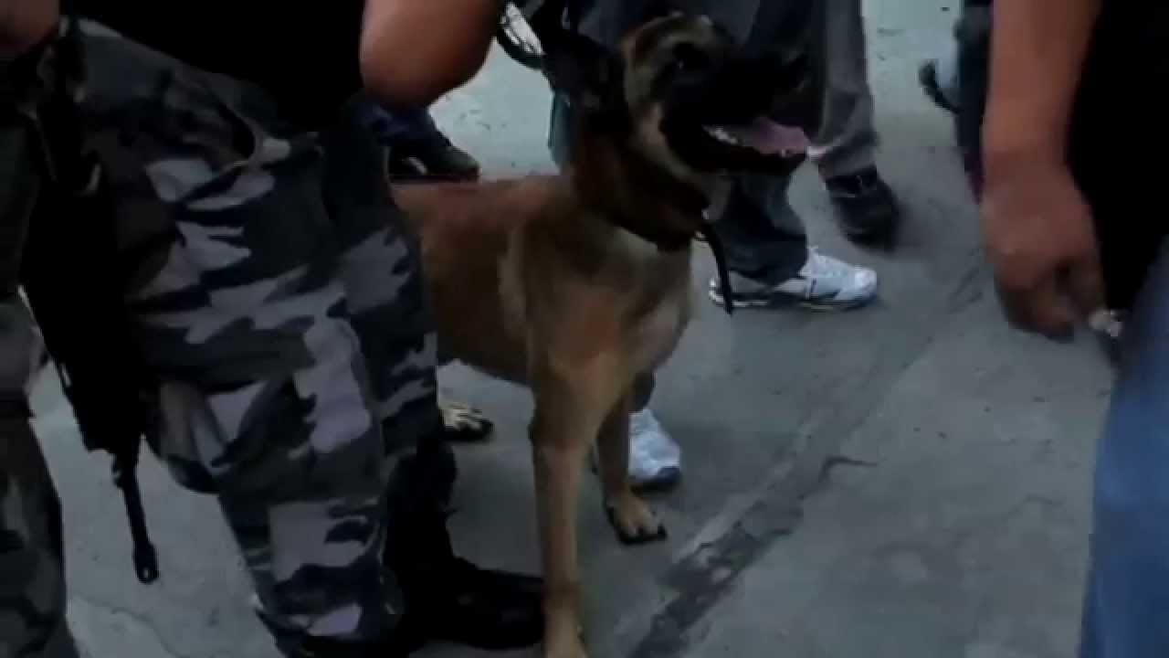 Policías en Acción - Operación Anti Narcóticos