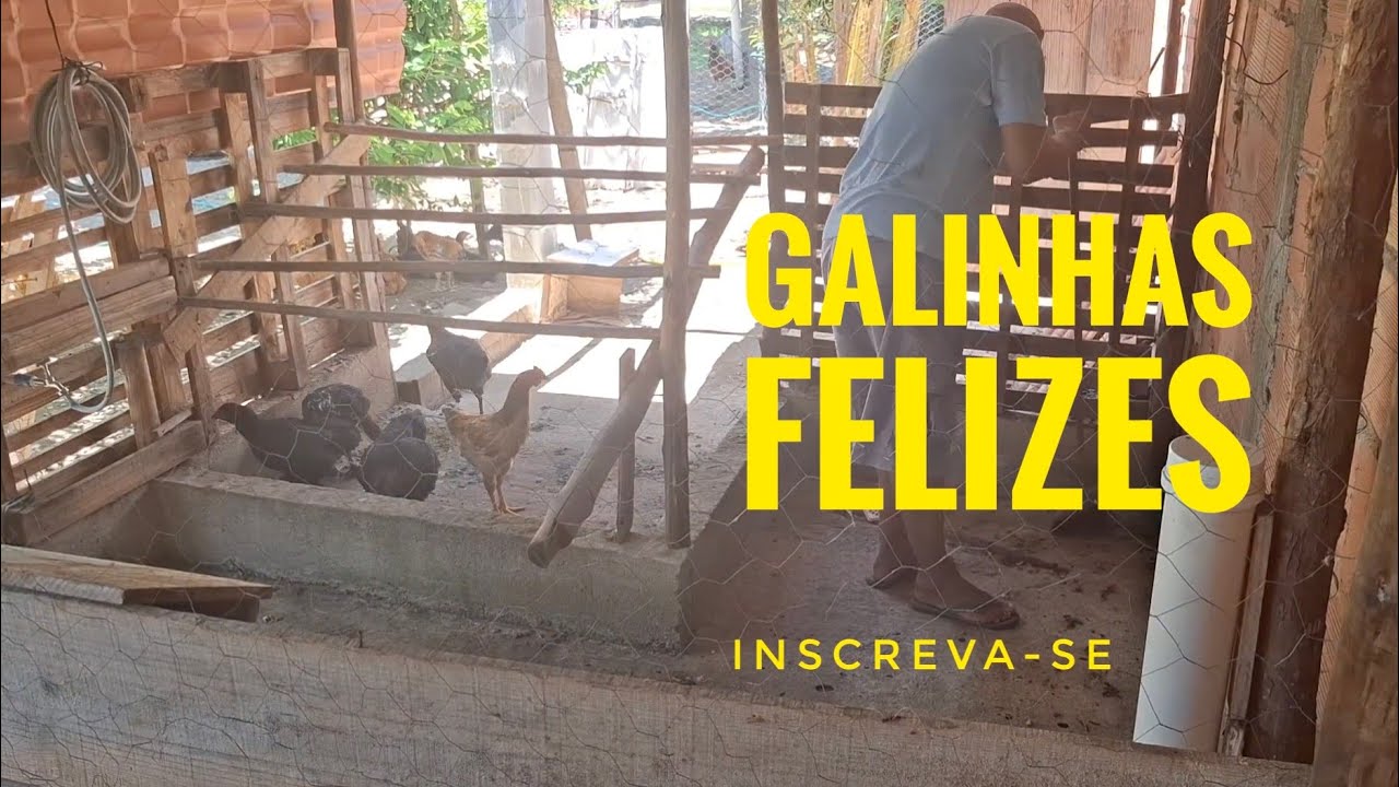 Galinhas Felizes, Retorno Certo 🥚🐔 O Cuidado Que Faz a Diferença na Criação.