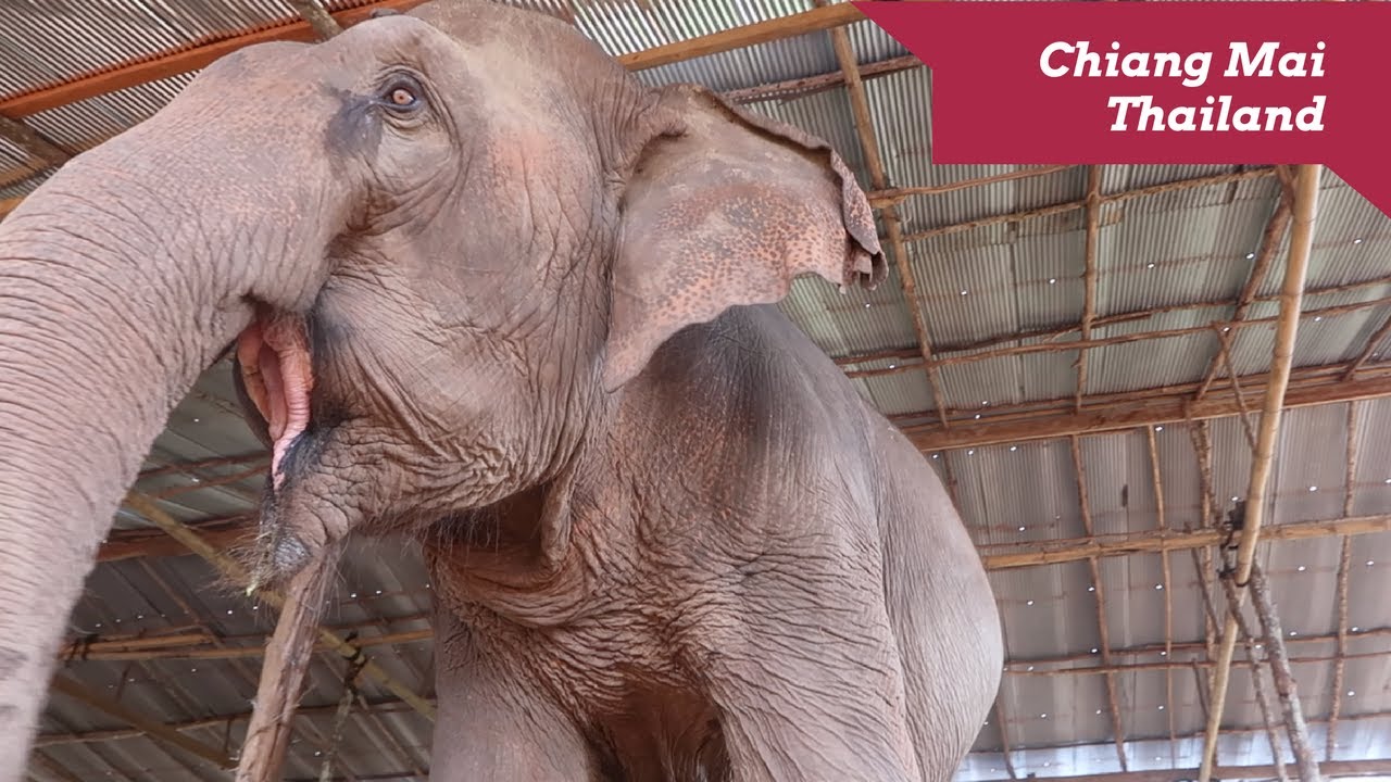 Elephant Attack | Chiang Mai Thailand