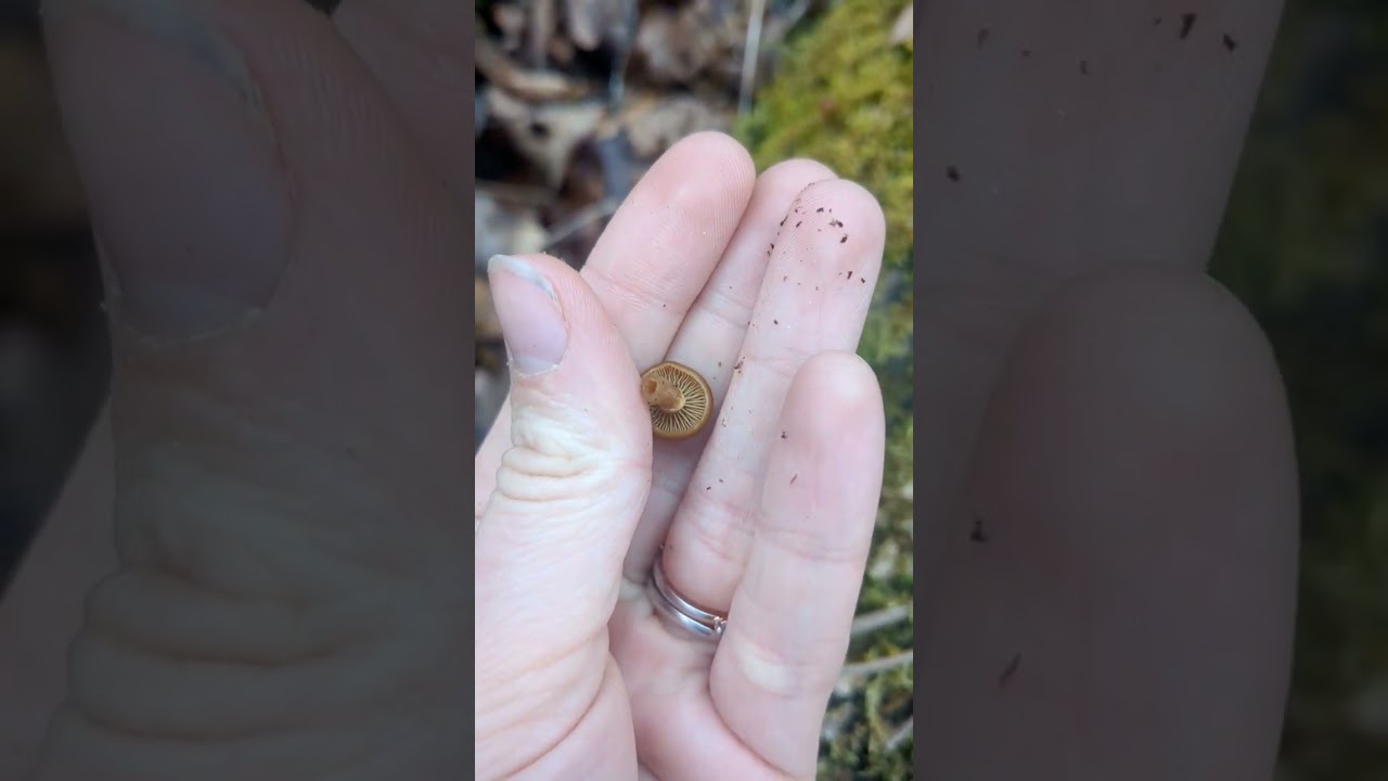 DON'T EAT THIS LITTLE BROWN MUSHROOM!
