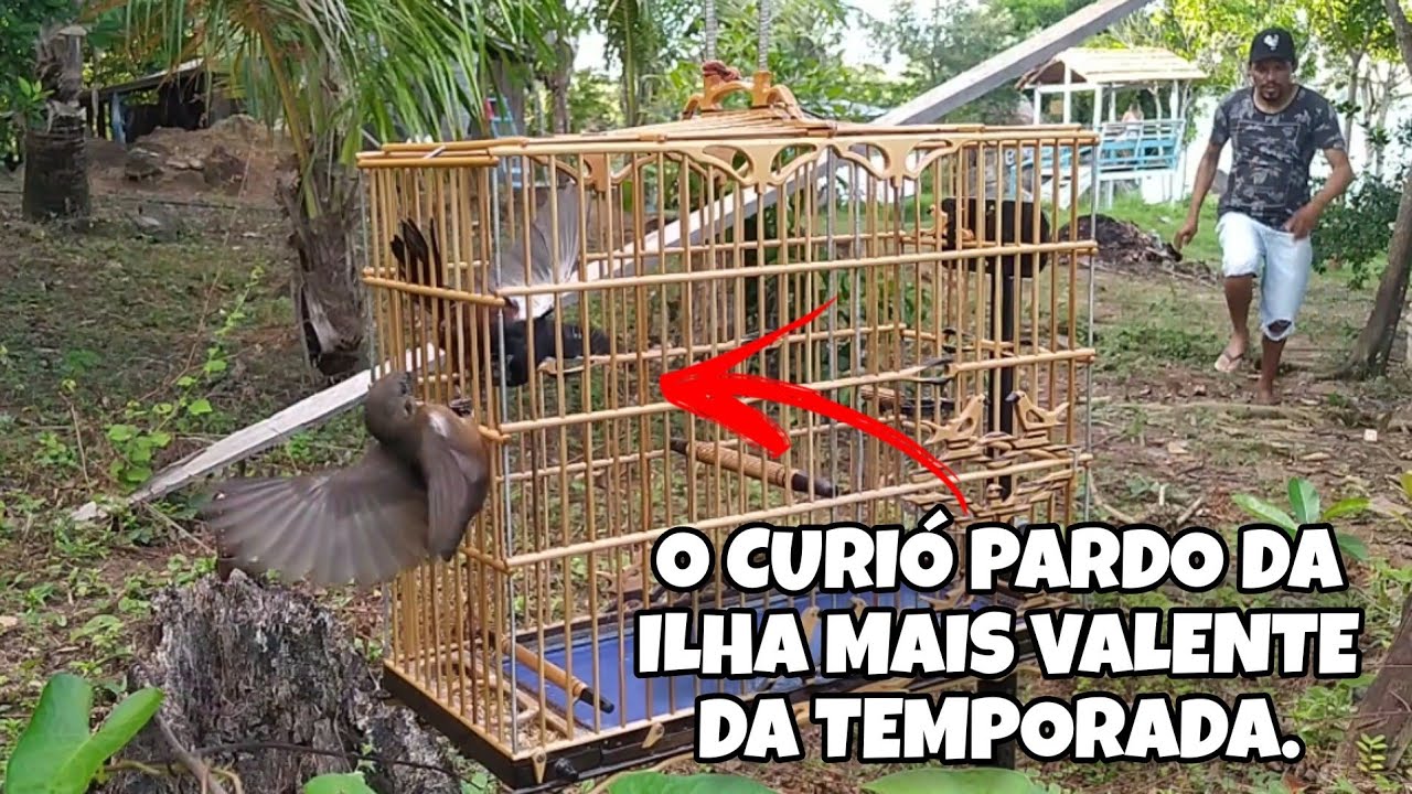 CURIÓ PARAZÃO FOI NA ILHA PEGAR ESSE CURIÓ PARDO VALENTE - 5 ENTREGA E 2 SOLTURAS, TEMPORADA 2024.