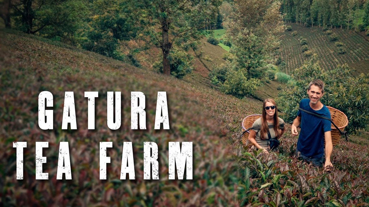Visting a local tea farm! | Nairobi Kenya