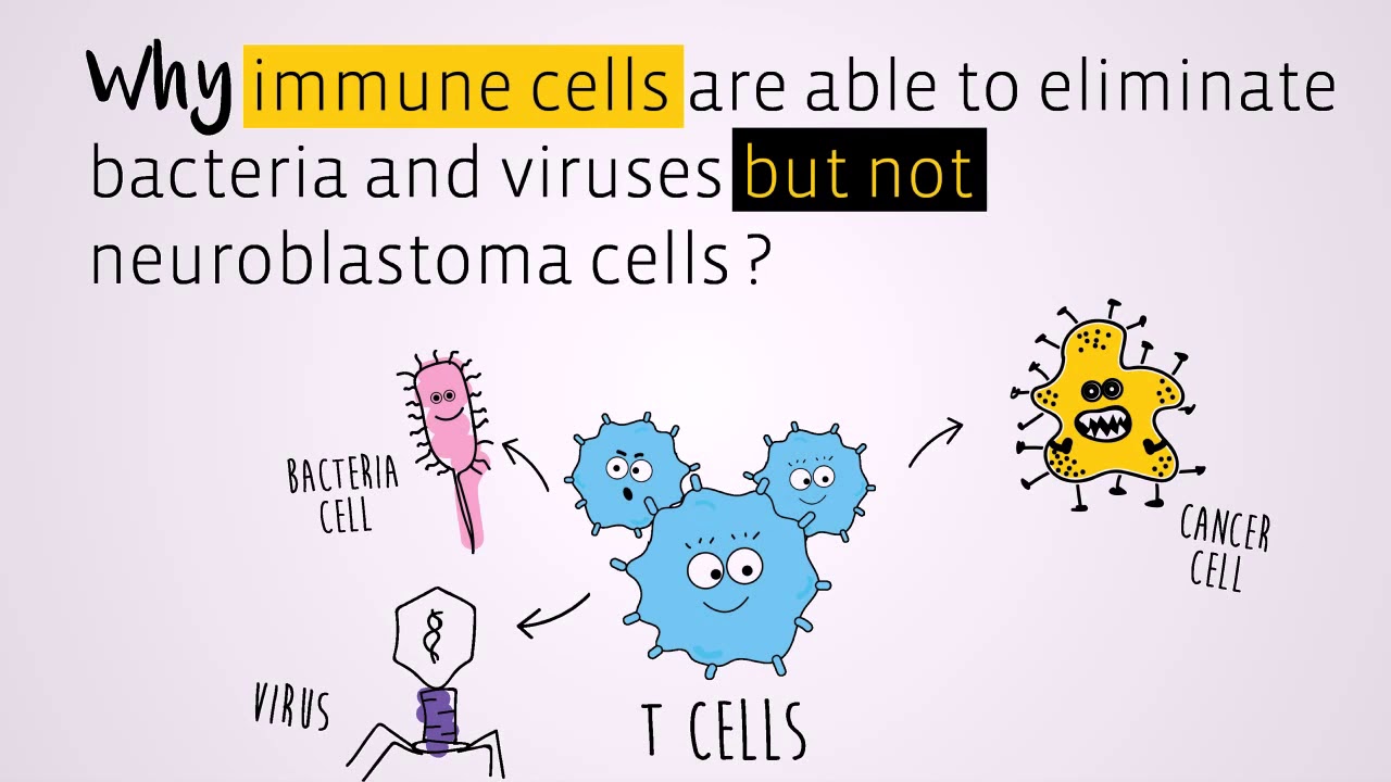 Improving the immune system to kill childhood Neuroblastoma tumor