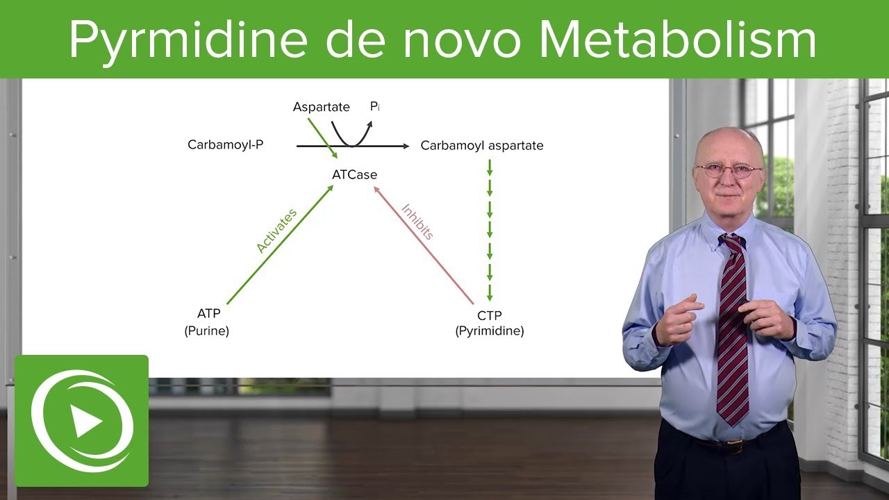 Pyrmidine de novo Metabolism: ATCase Reaction – Biochemistry | Lecturio