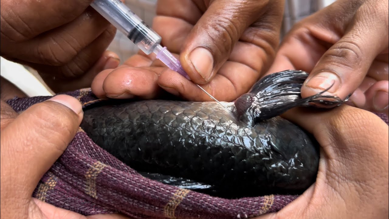 വരാലിനെ കുത്തിവെച്ചു കിട്ടിയത് പതിനായിരക്കണക്കിന് മുട്ടകൾ Varal breeding