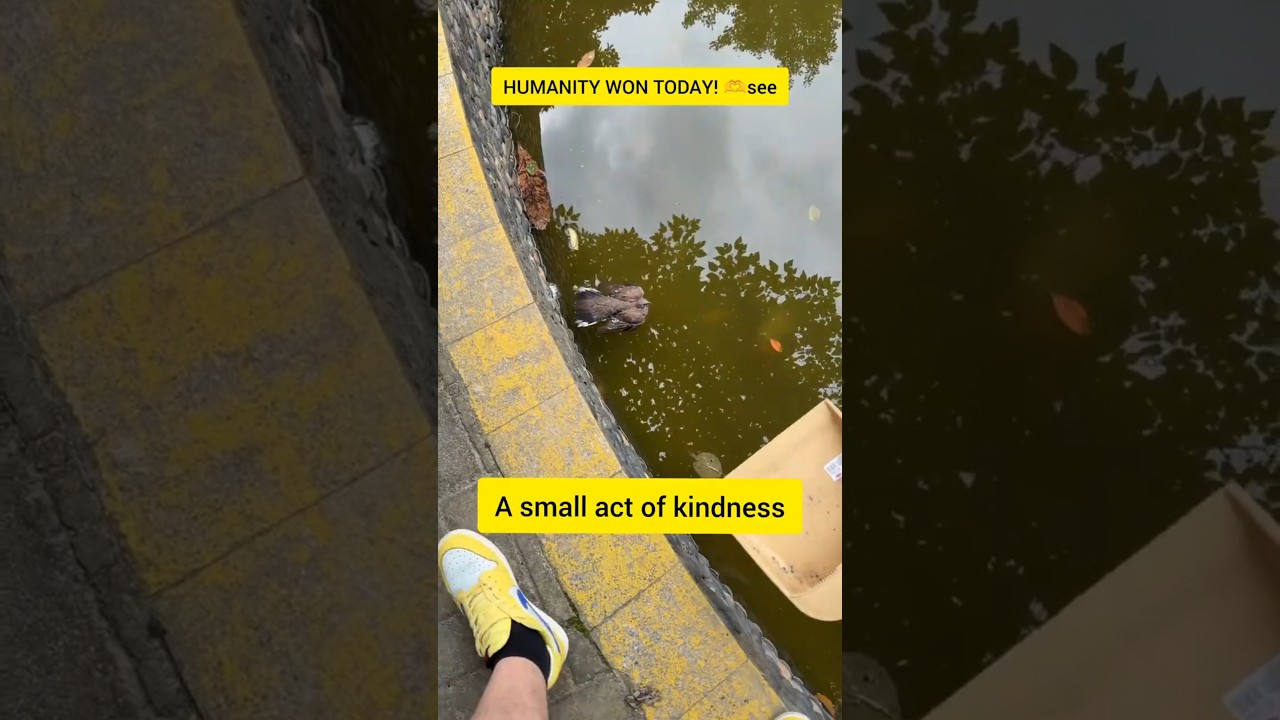 Hero Rescues Trapped Birds from the Water | Humanity Wins ❤️Shorts