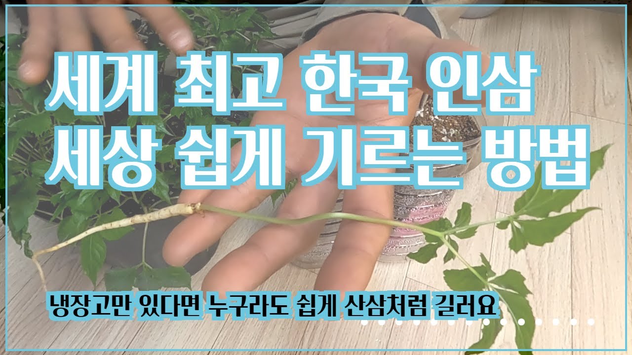 107.가정에서 인삼을 산삼처럼 기를 기르는 가장 쉬운 방법입니다