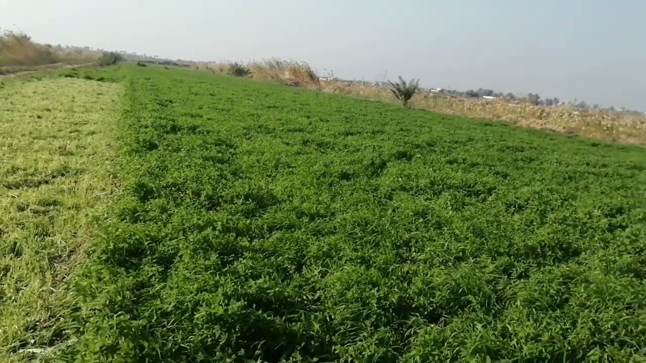 محصول البرسيم في العراق