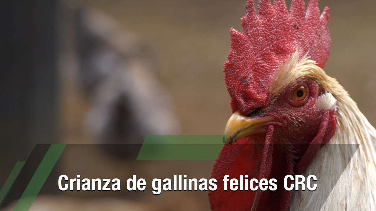 Crianza de gallinas felices CRC - TvAgro por Juan Gonzalo Angel Restrepo