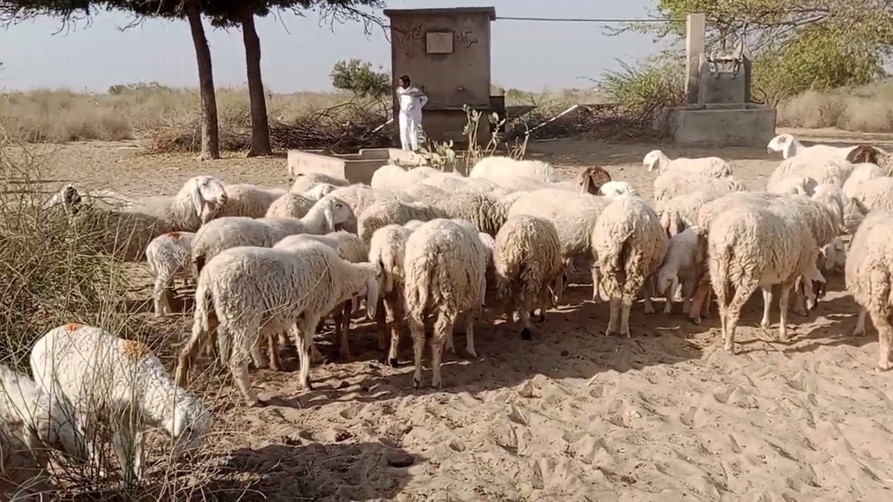Tharparkervideosvlogs12 Thari sheeps