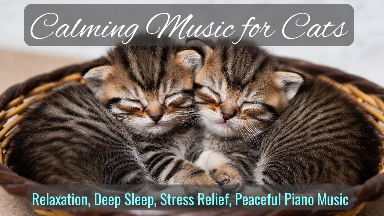 LIVE Relaxing Kitten Nap Time for Night Rest 😴 | Season 39