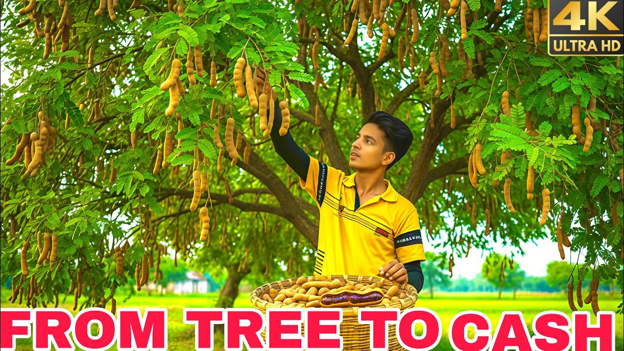 From Tree to Market &mdash; Tamarind Harvest Day in America