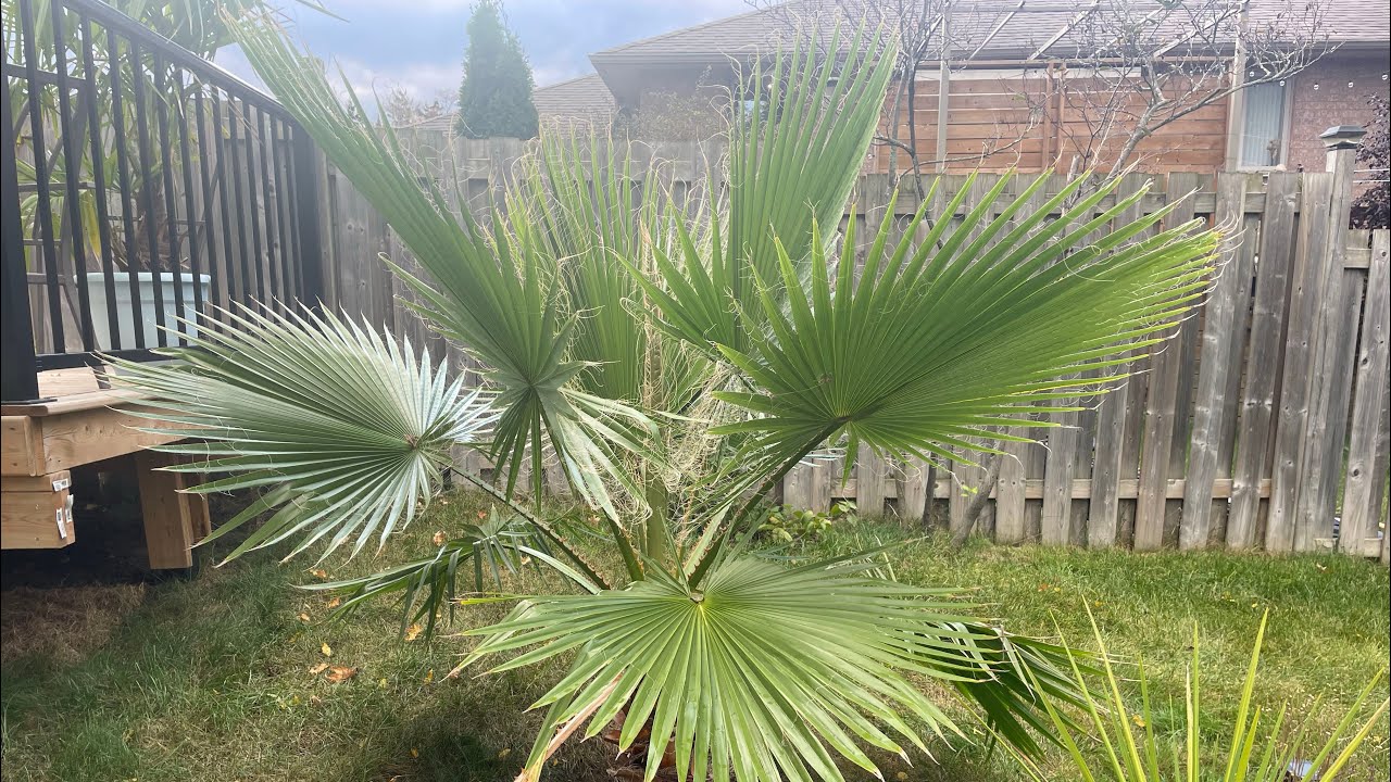 Growing Mexican fan palm from a seed to six years. (Time lapse)
