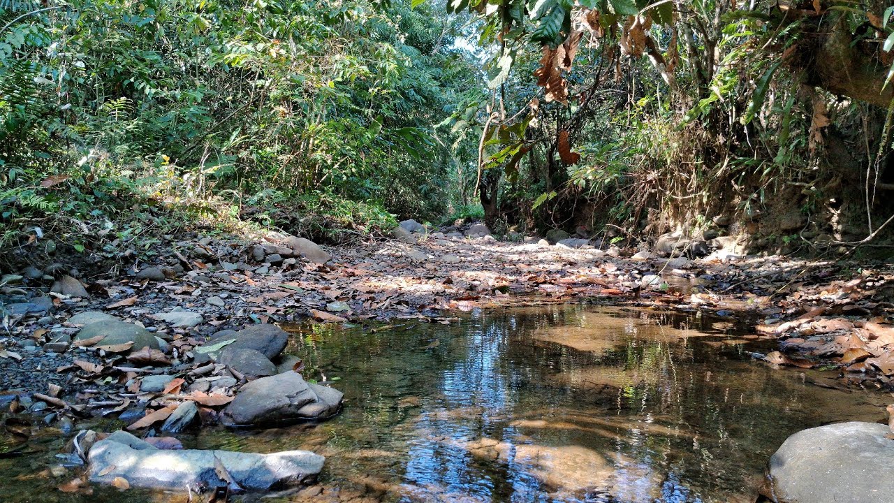 Relax Your Mind And Enyoy This Beautiful Stream Sounds/Birdsong/Nature Sound/Forest Sounds.