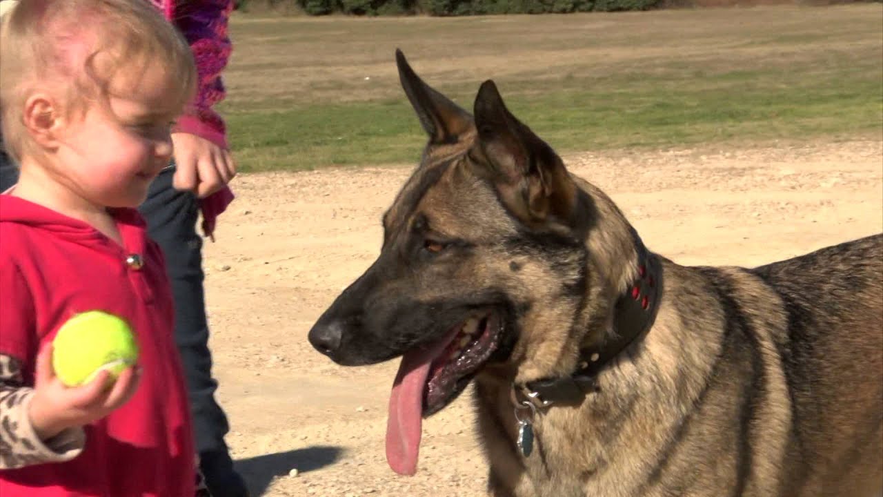 Ralph the Military Working Dog Enjoys his Retirement