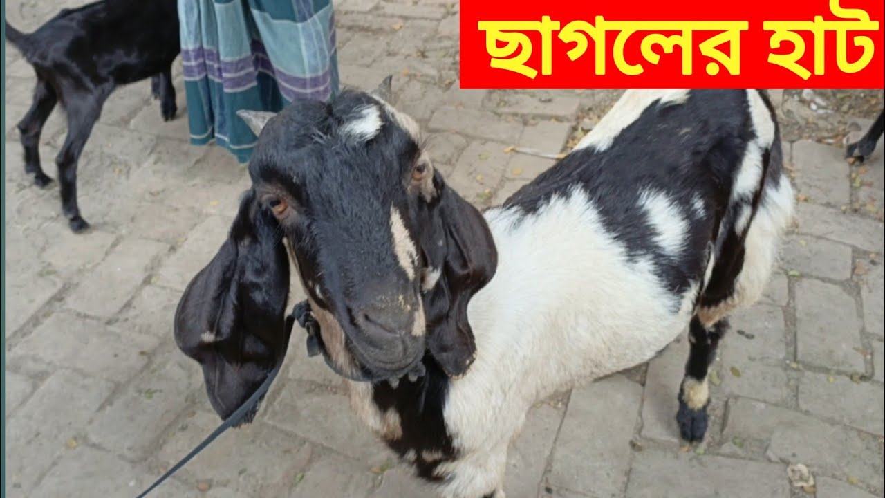 December 17, 2025 ছাগলের হাট।। সরাসরি বাজার দাম জানুন, যশোর চাড়ভিটা বাজার থেকে।
