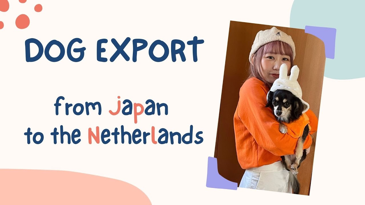 【EUへのペット輸入】日本からオランダにペットを輸出する手続き！カニエ🐶ついにオランダへ