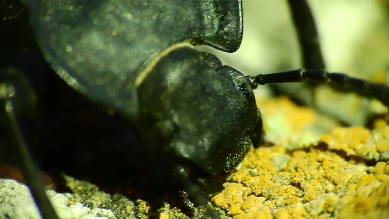 Darkling beetle (Akis sp.) feeding on crustose lichen