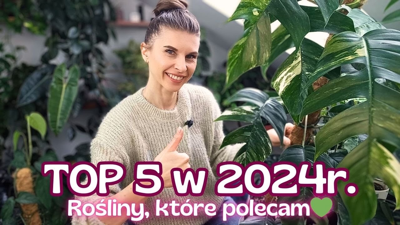 Piękne i łatwe w uprawie - rośliny dla każdego!💚 5 najlepszych w 2024r. z mojej kolekcji roślin