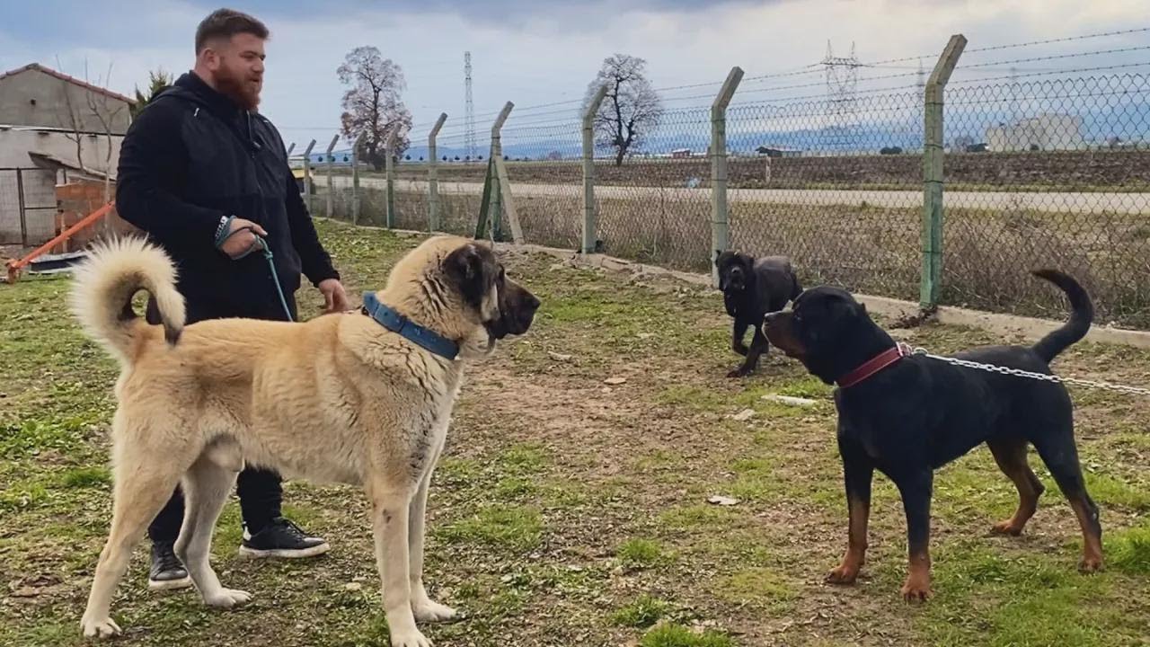 Marla the Giant Shepherd Attacks Uncle – Chaos Ensues!