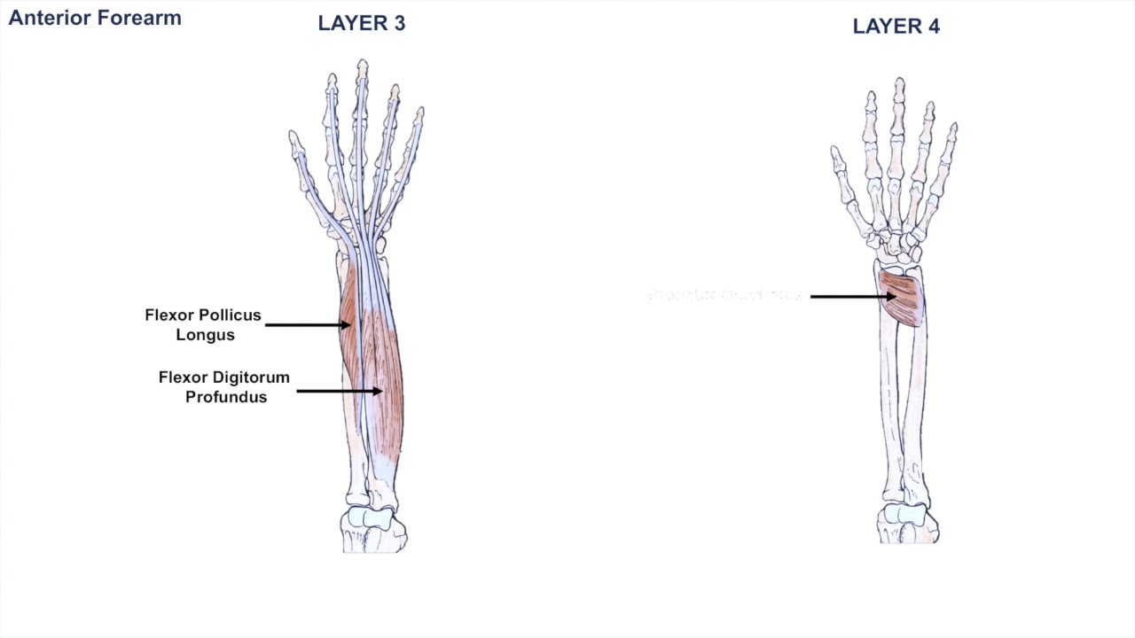 Anatomy of the Forearm - Muscles and Tendons - Lesson 1