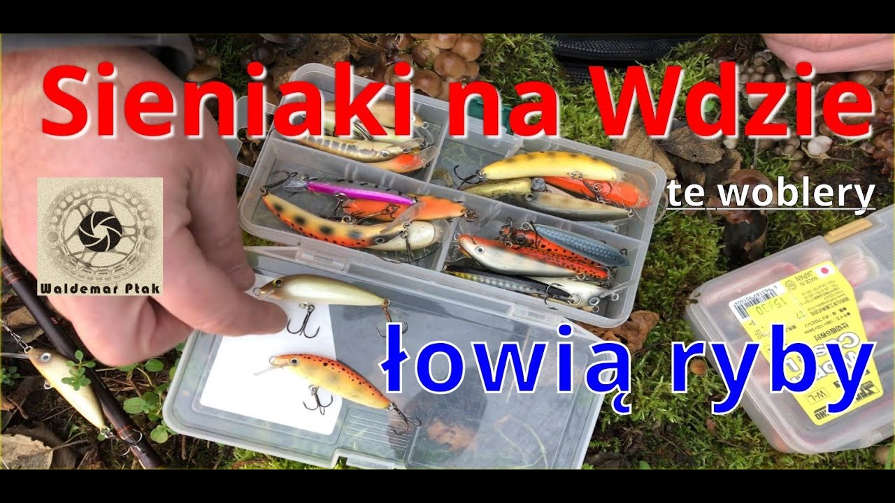 Sieniaki na Wdzie - te woblery łowią ryby