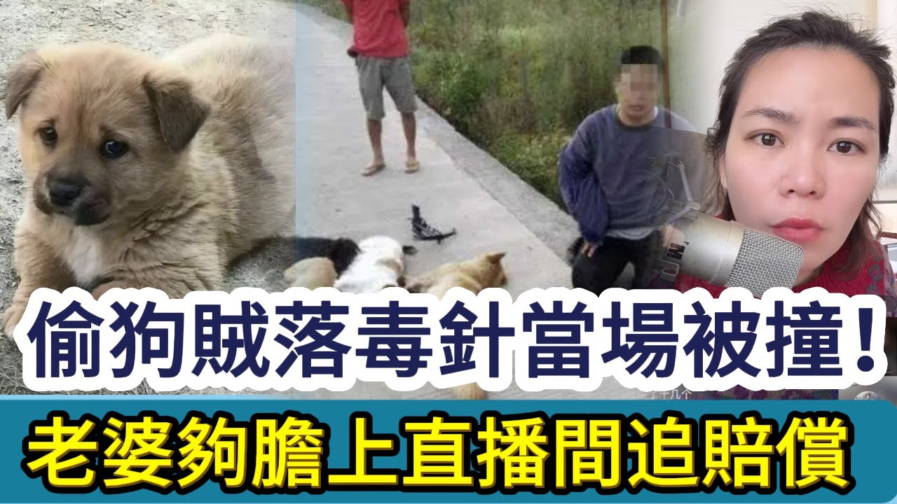 偷狗賊落毒針偷狗，當場被車撞！老婆居然夠膽上直播間最賠償 #情感 #廣東話 #情感故事 #分享 #婚姻 #諸事姐