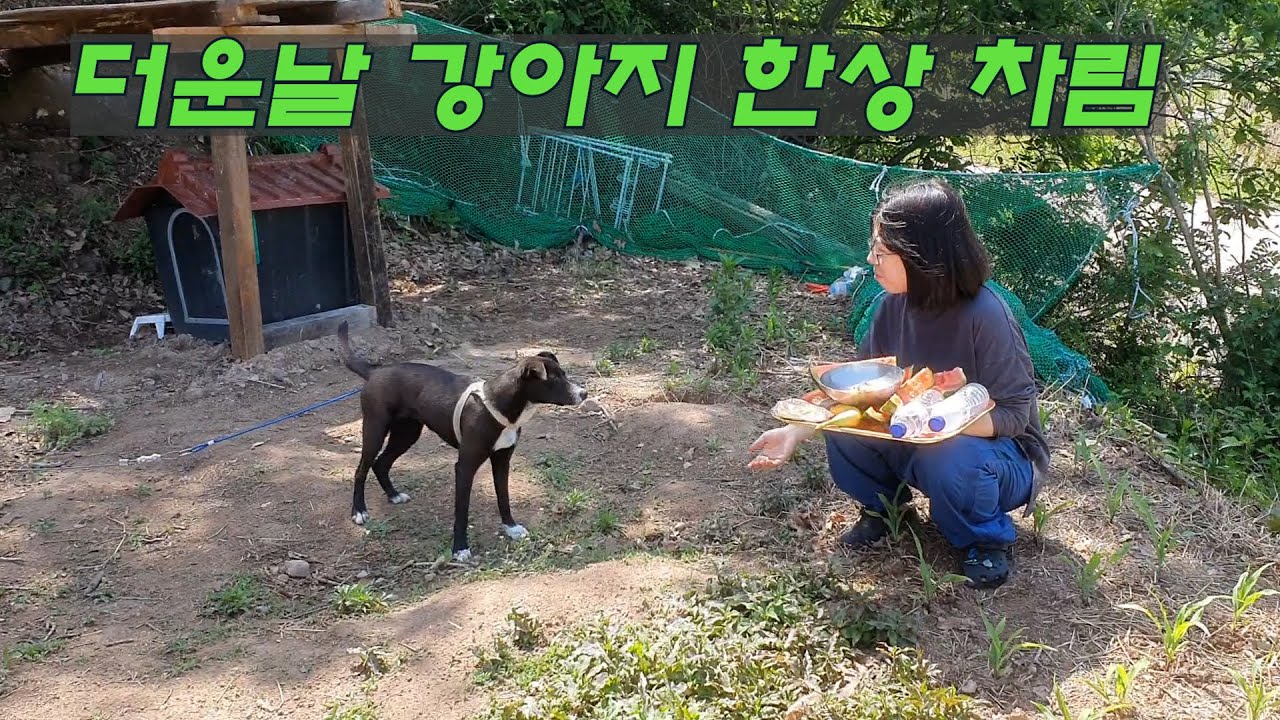 2024.5.19 강아지 덕 산책과 수영/ 모자리 내기,관리기 도구도랑내기, 트랙터 로타리 작업, 경운기로 깨밭 망짓기
