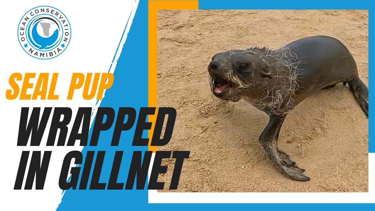 Gill Net Wrapped Around Baby Seal