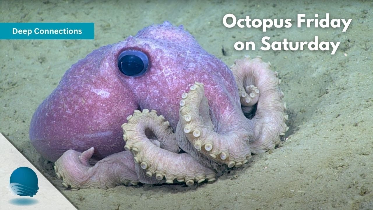 Deep Connections: Octopus Friday on Saturday