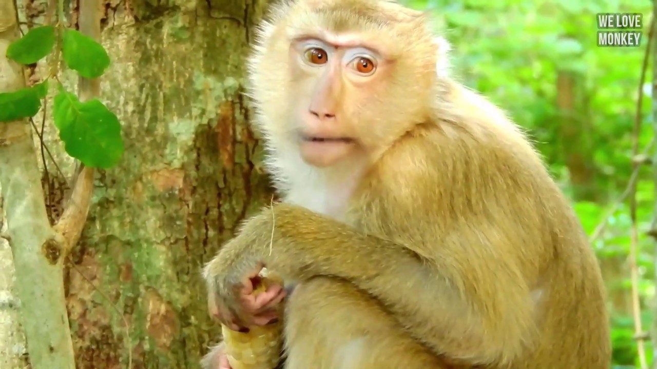 Young Mom Monkey Rose is A Way From The Troop Cuz Doesn't Any Monkeys to Disturb Her Baby Monkey Rex