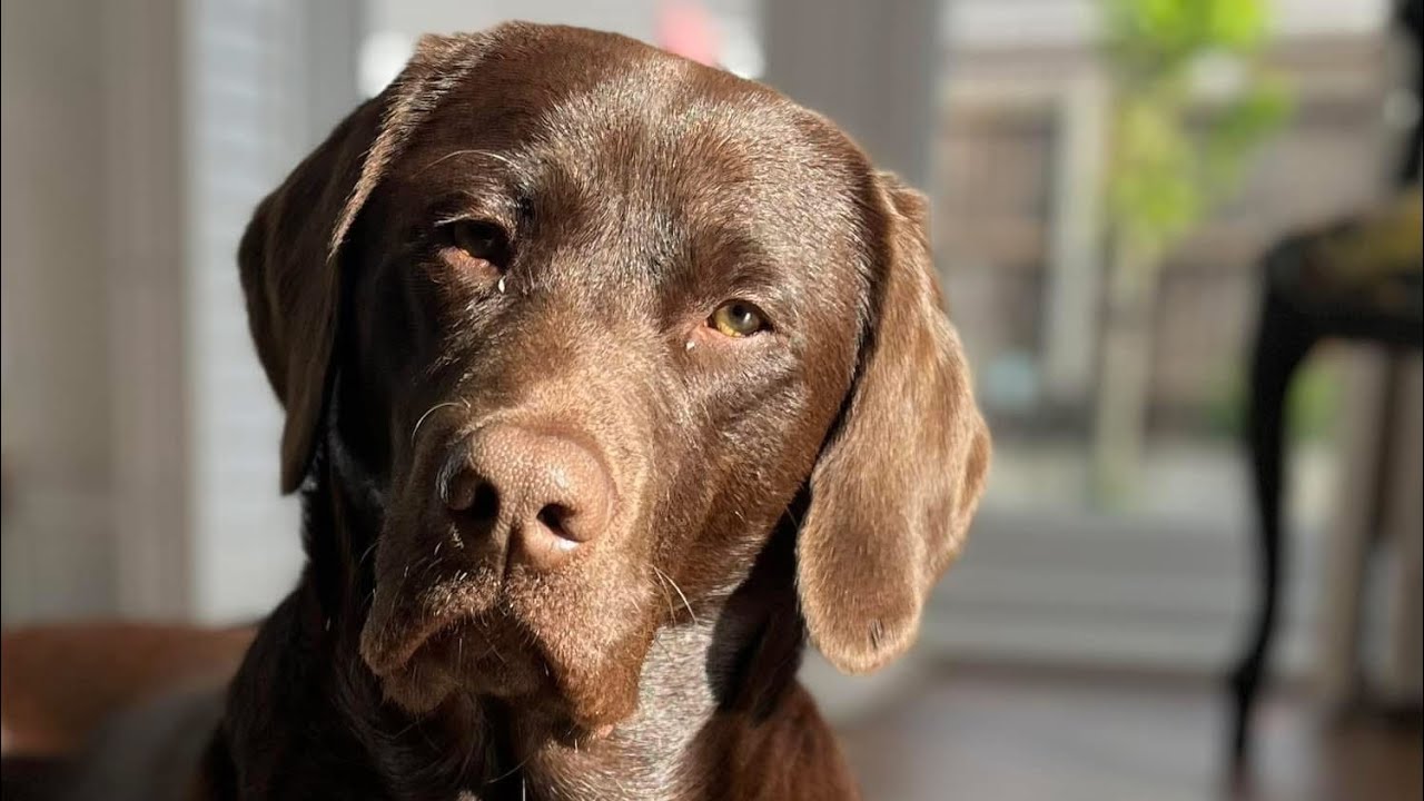 Pure Pet Food. Boomer our Chocolate Labradors transition journey to changing his diet. Day 1.