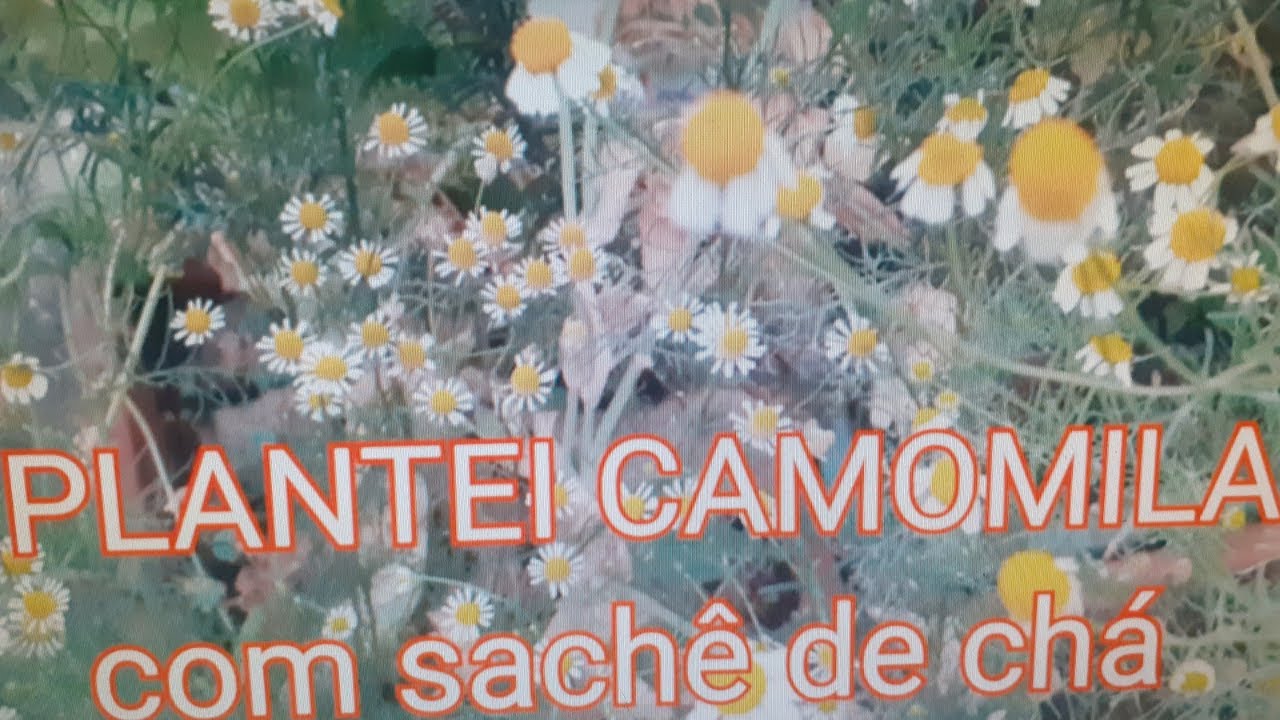 AGORA VOCÊ  VAI QUERER PLANTAR CAMOMILA EM CASA, SACHÊ DE CHÁ